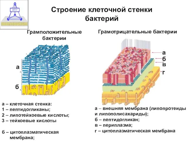 Строение клеточной стенки бактерий Грамположительные бактерии Грамотрицательные бактерии а –