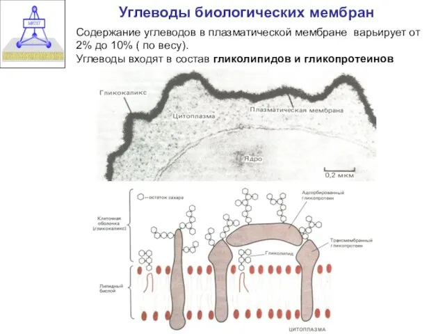 Углеводы биологических мембран Содержание углеводов в плазматической мембране варьирует от