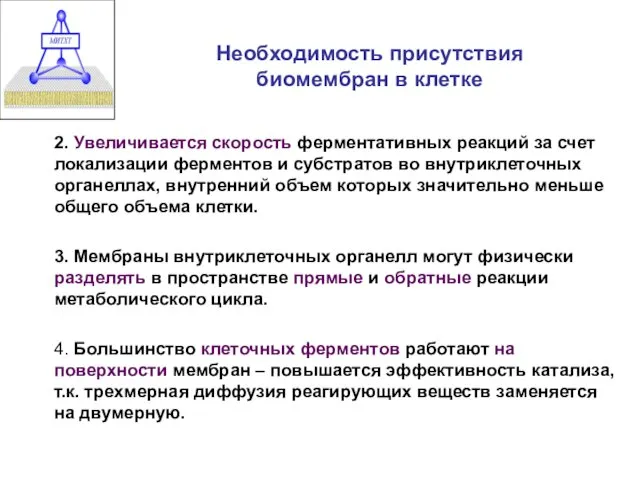 Необходимость присутствия биомембран в клетке 2. Увеличивается скорость ферментативных реакций