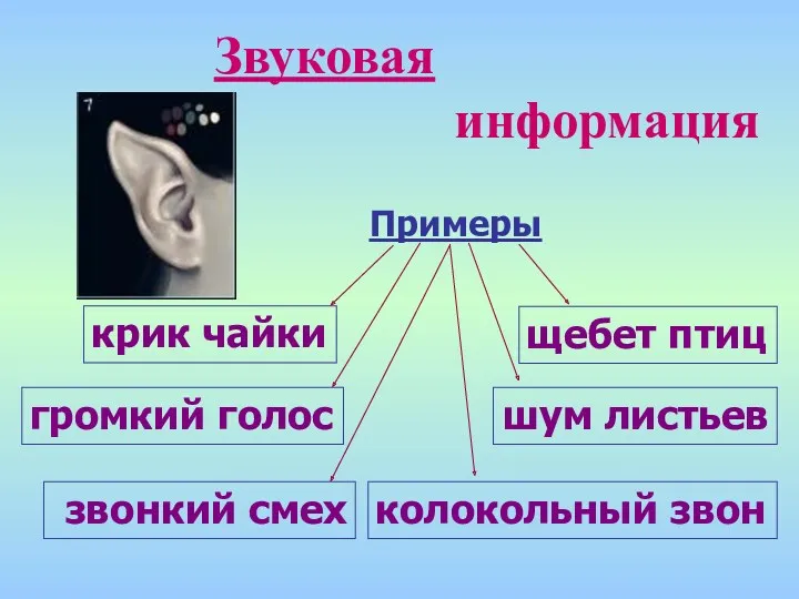 Звуковая информация Примеры крик чайки громкий голос колокольный звон щебет птиц звонкий смех шум листьев