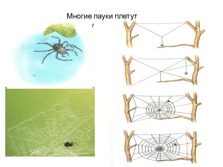 Многие пауки плетут паутину