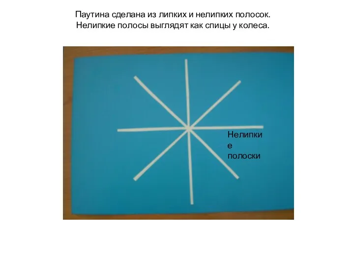 Паутина сделана из липких и нелипких полосок. Нелипкие полосы выглядят как спицы у колеса. Нелипкие полоски