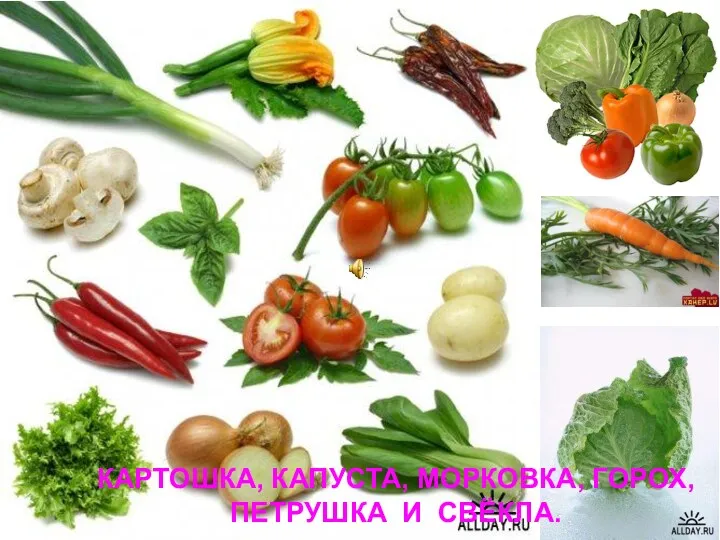 КАРТОШКА, КАПУСТА, МОРКОВКА, ГОРОХ, ПЕТРУШКА И СВЁКЛА.