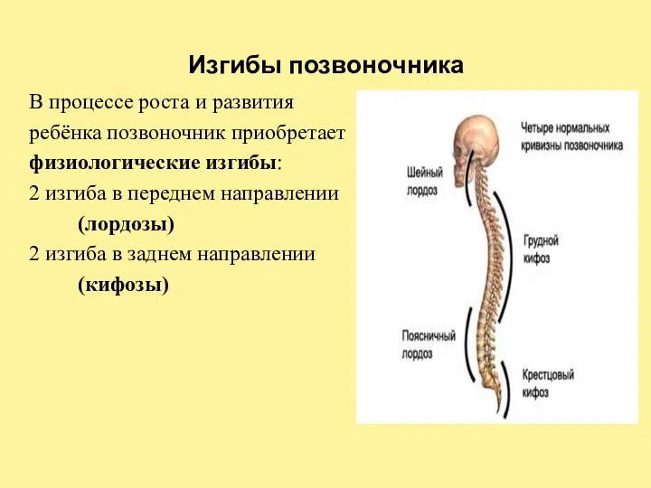 Изгибы позвоночника В процессе роста и развития ребёнка позвоночник приобретает