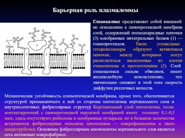 Барьерная роль плазмалеммы Гликокаликс представляет собой внешний по отношению к