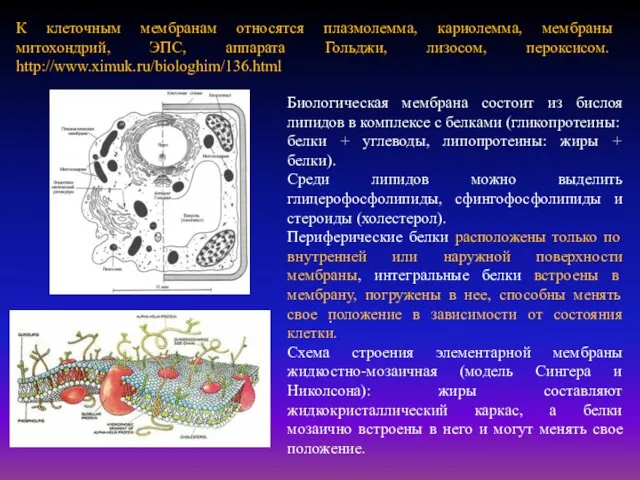 . К клеточным мембранам относятся плазмолемма, кариолемма, мембраны митохондрий, ЭПС,