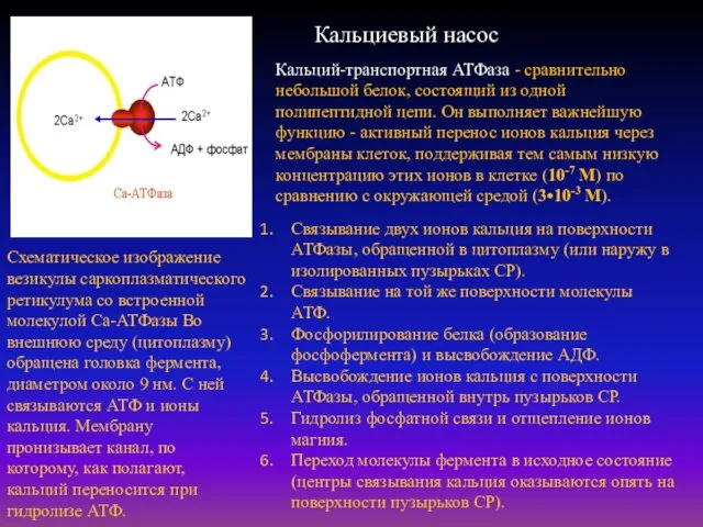 Кальций-транспортная АТФаза - сравнительно небольшой белок, состоящий из одной полипептидной цепи. Он выполняет