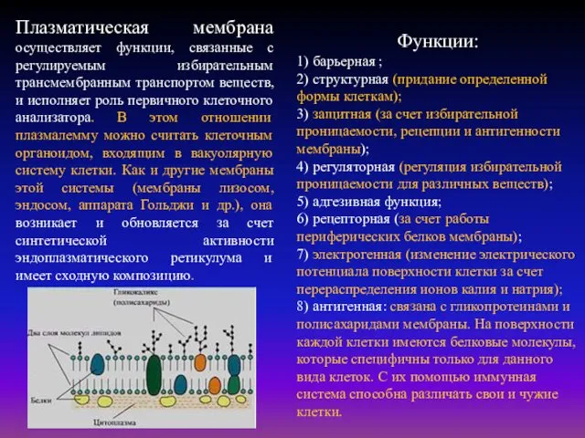 Функции: 1) барьерная ; 2) структурная (придание определенной формы клеткам);