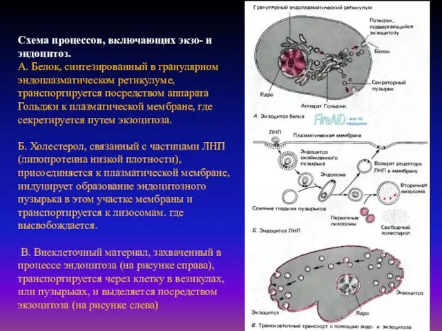 Схема процессов, включающих экзо- и эндоцитоз. А. Белок, синтезированный в гранулярном эндоплазматическом ретикулуме,