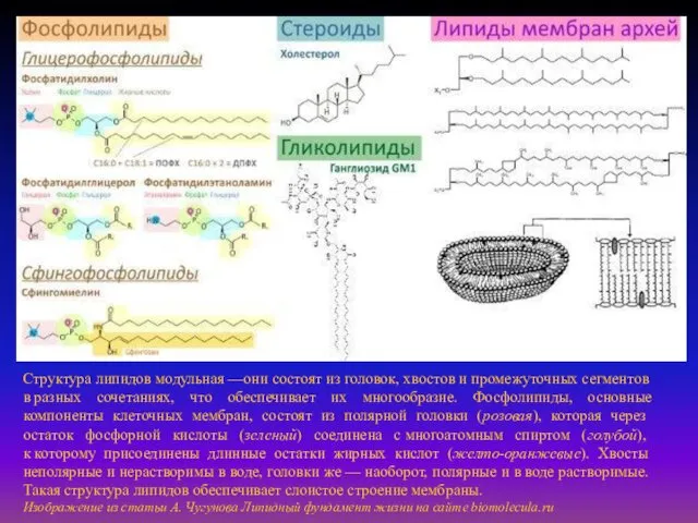 Структура липидов модульная —они состоят из головок, хвостов и промежуточных сегментов в разных