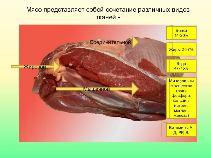 Мясо представляет собой сочетание различных видов тканей - Соединительной Жировой Мышечной Белки 14-20%