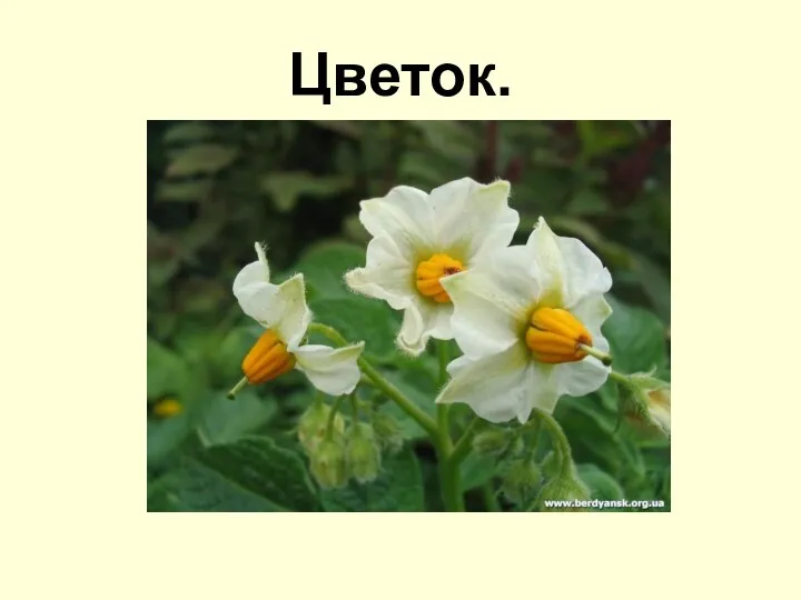 Цветок.