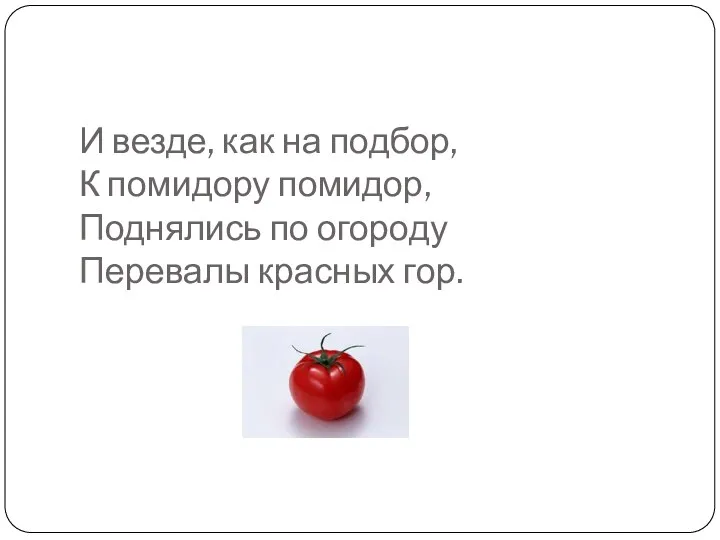 И везде, как на подбор, К помидору помидор, Поднялись по огороду Перевалы красных гор.