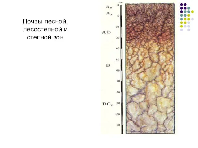 Почвы лесной, лесостепной и степной зон