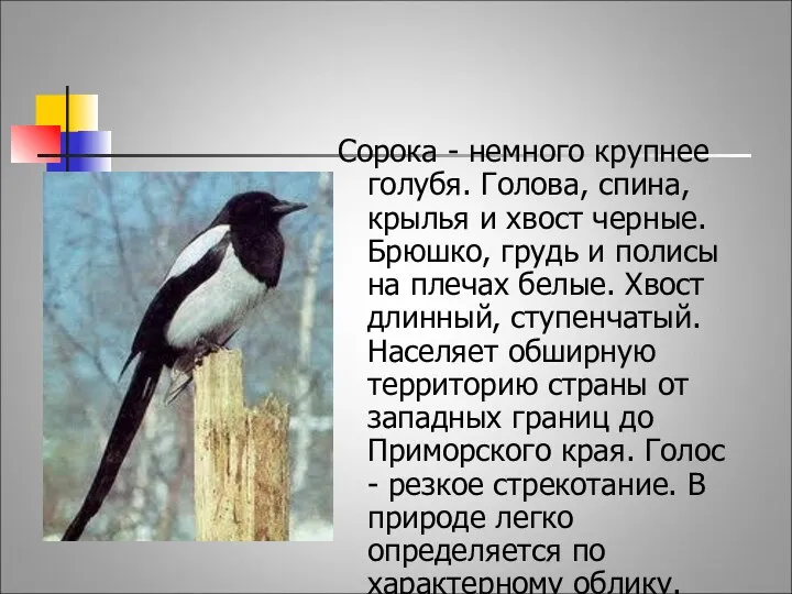 Сорока - немного крупнее голубя. Голова, спина, крылья и хвост черные. Брюшко, грудь