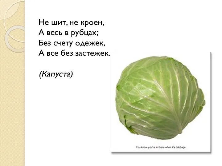 Не шит, не кроен, А весь в рубцах; Без счету одежек, А все без застежек. (Капуста)