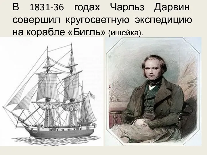 В 1831-36 годах Чарльз Дарвин совершил кругосветную экспедицию на корабле «Бигль» (ищейка).
