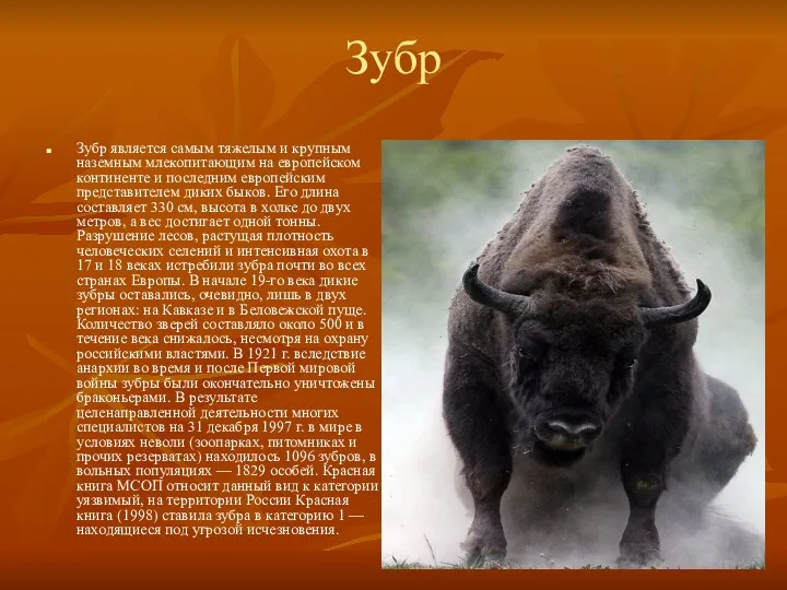 Зубр Зубр является самым тяжелым и крупным наземным млекопитающим на европейском континенте и