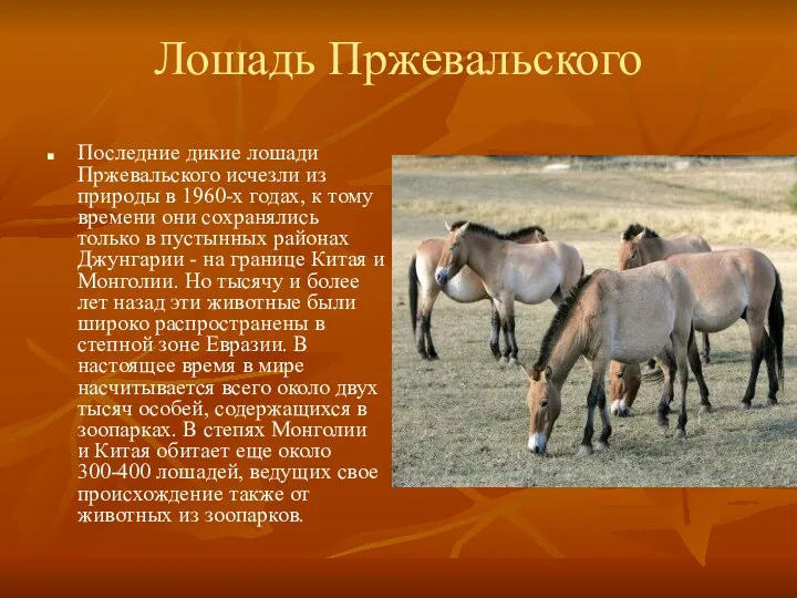 Лошадь Пржевальского Последние дикие лошади Пржевальского исчезли из природы в 1960-х годах, к
