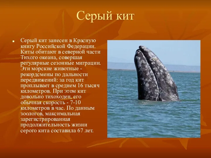 Серый кит Серый кит занесен в Красную книгу Российской Федерации. Киты обитают в