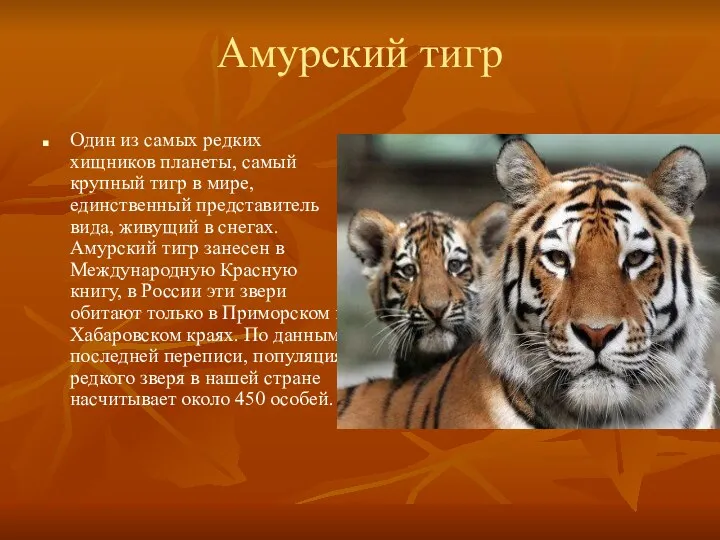 Амурский тигр Один из самых редких хищников планеты, самый крупный тигр в мире,