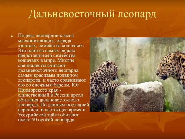 Дальневосточный леопард Подвид леопардов класса млекопитающих, отряда хищных, семейства кошачьих. Это один из