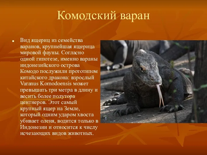 Комодский варан Вид ящериц из семейства варанов, крупнейшая ящерица мировой фауны. Согласно одной