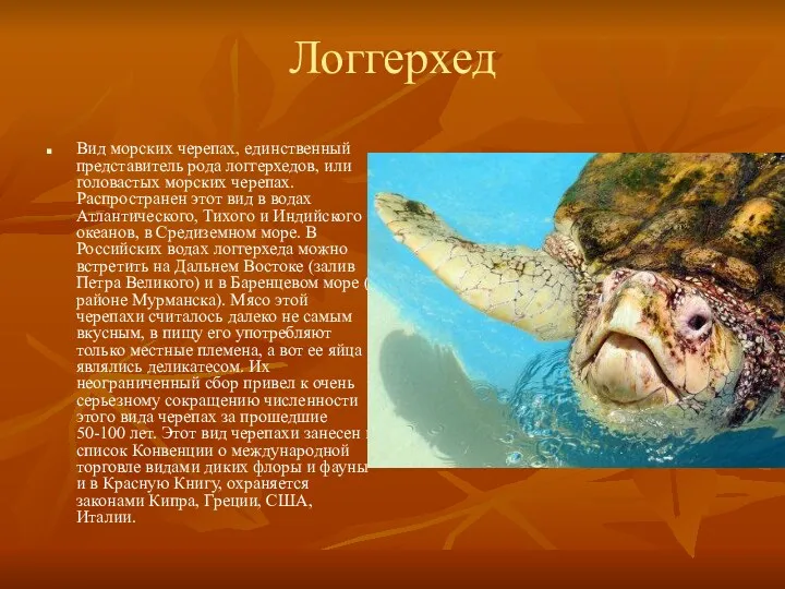 Логгерхед Вид морских черепах, единственный представитель рода логгерхедов, или головастых морских черепах. Распространен