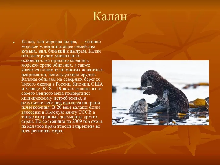Калан Калан, или морская выдра, — хищное морское млекопитающее семейства куньих, вид, близкий