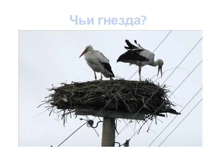 Чьи гнезда?