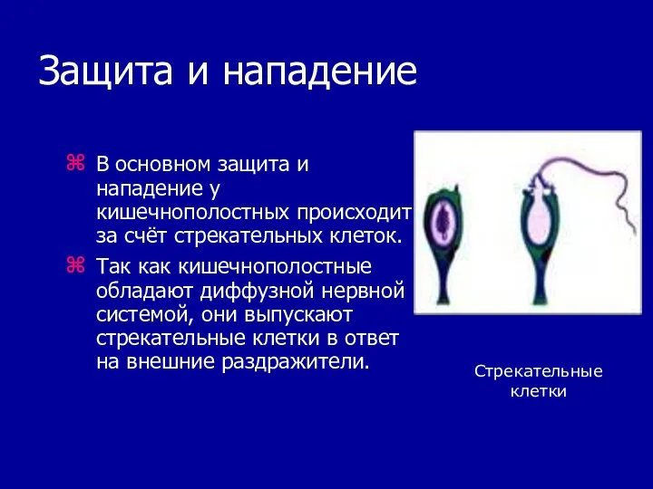 Защита и нападение В основном защита и нападение у кишечнополостных