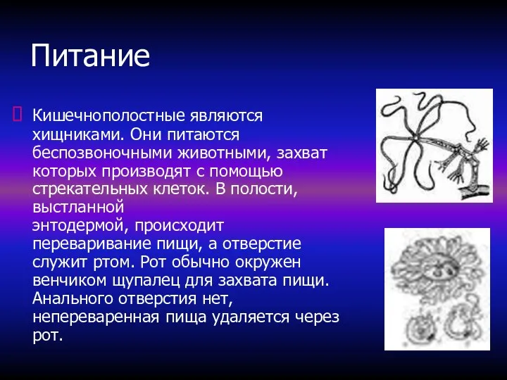 Питание Кишечнополостные являются хищниками. Они питаются беспозвоночными животными, захват которых