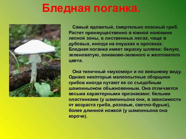 Бледная поганка. Самый ядовитый, смертельно опасный гриб. Растет преимущественно в