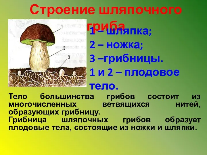 Строение шляпочного гриба 1 – шляпка; 2 – ножка; 3