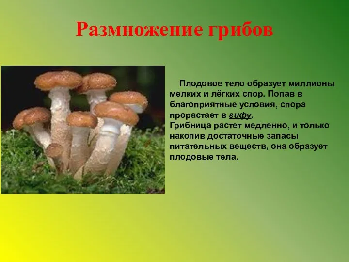 Размножение грибов Плодовое тело образует миллионы мелких и лёгких спор.