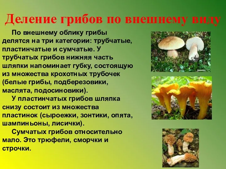 По внешнему облику грибы делятся на три категории: трубчатые, пластинчатые