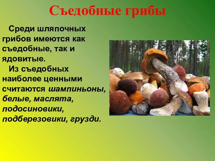 Съедобные грибы Среди шляпочных грибов имеются как съедобные, так и