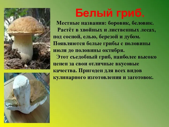 Белый гриб. Местные названия: боровик, беловик. Растёт в хвойных и