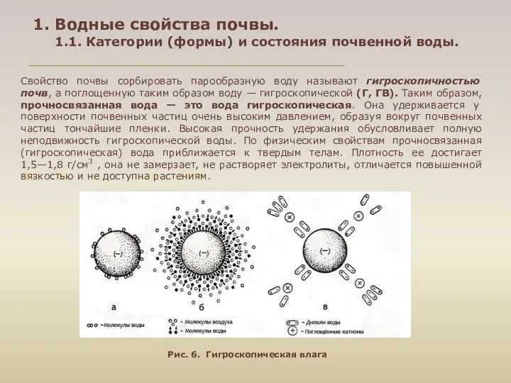 Свойство почвы сорбировать парообразную воду называют гигроскопичностью почв, а поглощенную