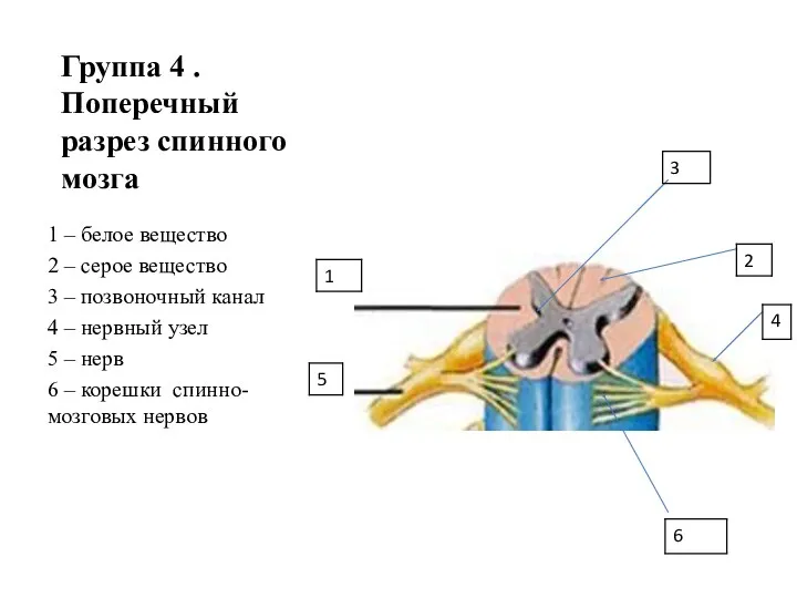 Группа 4 . Поперечный разрез спинного мозга 1 – белое