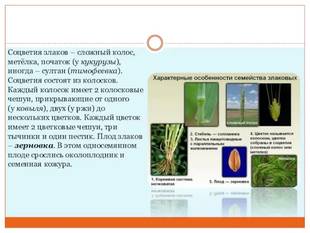 Соцветия злаков – сложный колос, метёлка, початок (у кукурузы), иногда