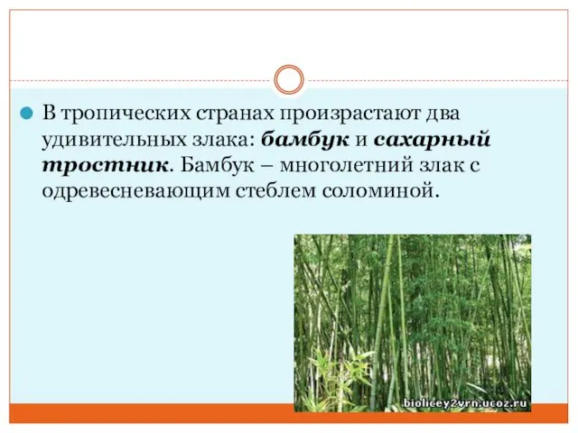 В тропических странах произрастают два удивительных злака: бамбук и сахарный