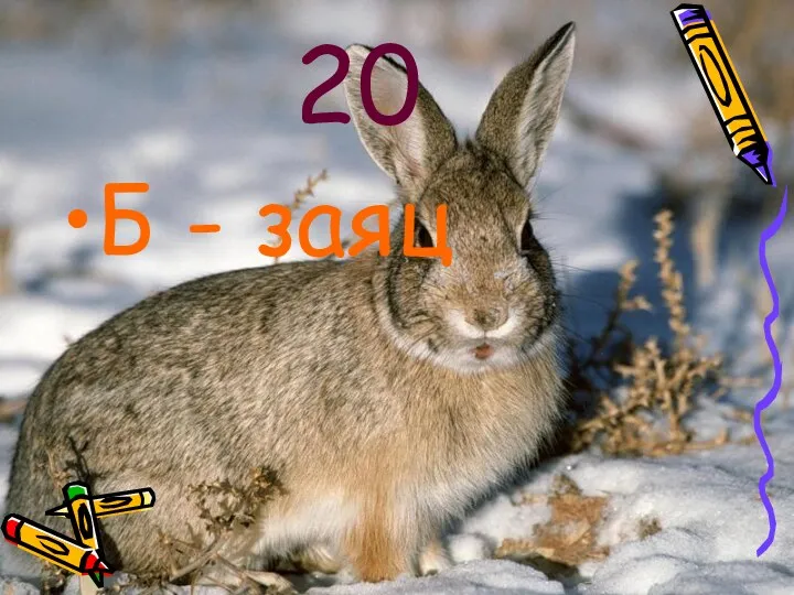 20 Б - заяц