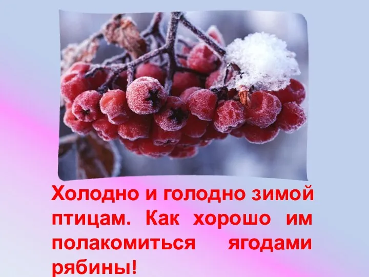 Холодно и голодно зимой птицам. Как хорошо им полакомиться ягодами рябины!