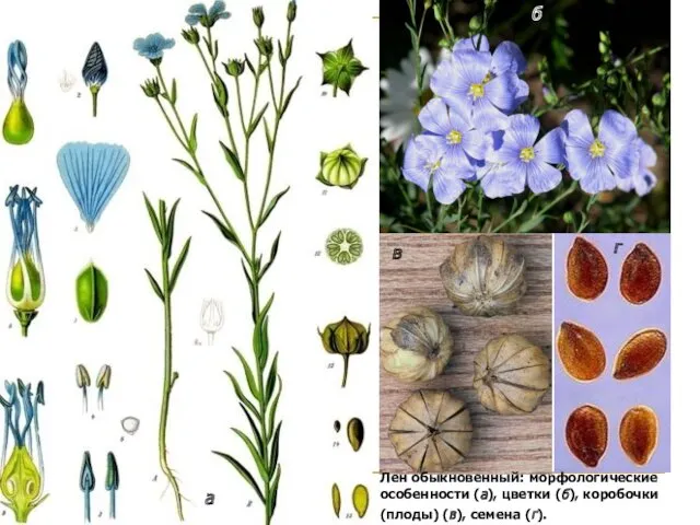 Лен обыкновенный: морфологические особенности (а), цветки (б), коробочки (плоды) (в), семена (г). а б в г