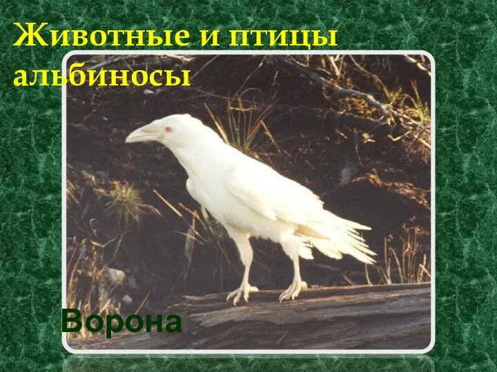 Животные и птицы альбиносы Ворона