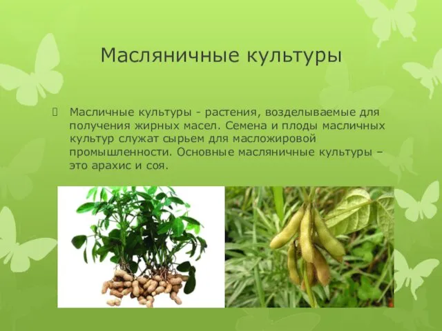 Масляничные культуры Масличные культуры - растения, возделываемые для получения жирных масел. Семена и