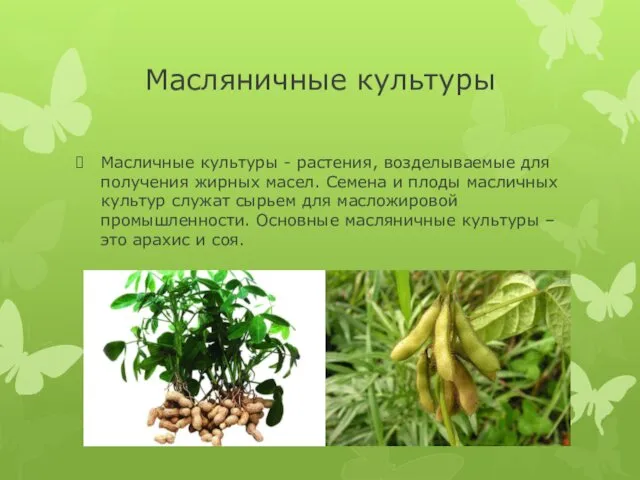 Масляничные культуры Масличные культуры - растения, возделываемые для получения жирных