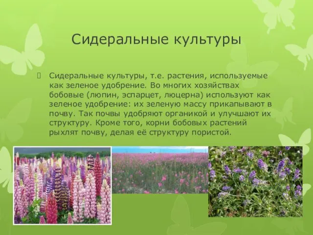 Сидеральные культуры Сидеральные культуры, т.е. растения, используемые как зеленое удобрение. Во многих хозяйствах
