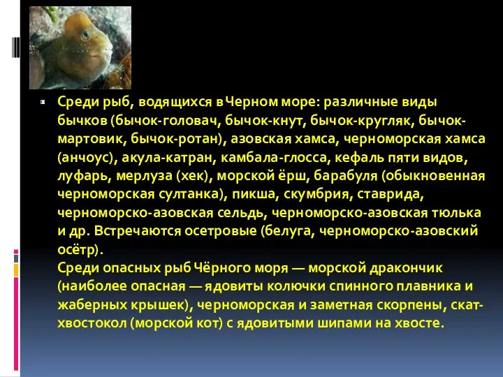 Среди рыб, водящихся в Черном море: различные виды бычков (бычок-головач,